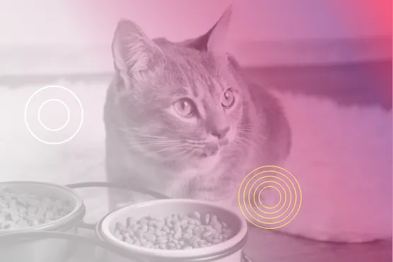 Katze neben zwei Futternäpfen, überlagert von rosa Farbverlauf und grafischen Elementen