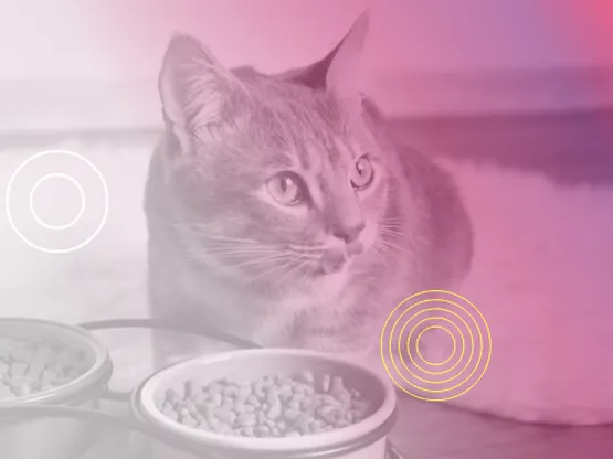 Katze neben zwei Futternäpfen, überlagert von rosa Farbverlauf und grafischen Elementen