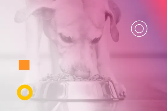 Hund frisst aus einem Napf, überlagert von rosa Farbverlauf und grafischen Elementen